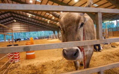 East Central ISD Stock Show